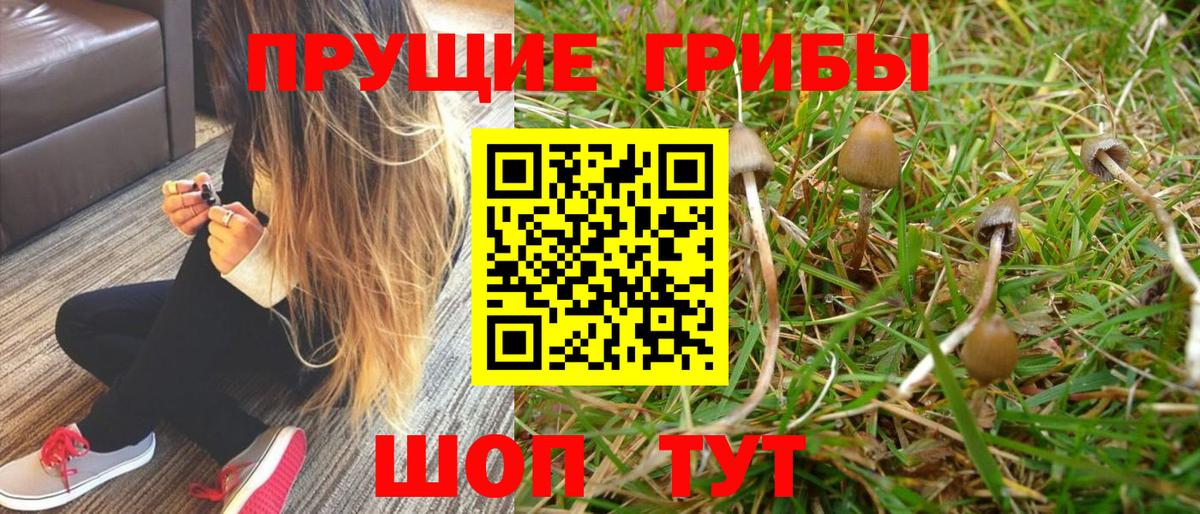 Галлюциногенные грибы Cubensis Ефремов
